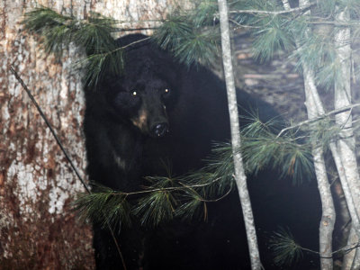 Black Bear - Ursus americanus