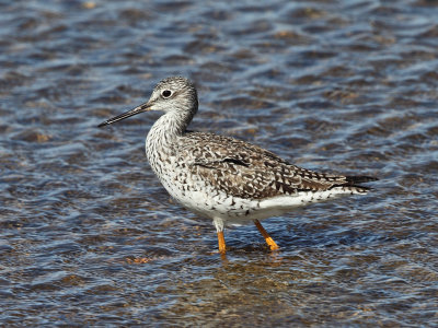 Greater Yellowlegs - Tringa melanoleuca