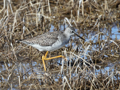 Lesser Yellowlegs - Tringa flavipes