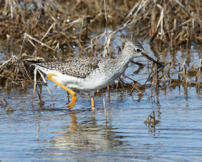 Lesser Yellowlegs - Tringa flavipes