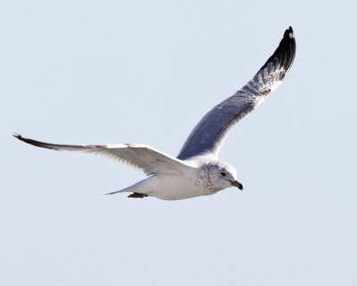 Ring-billed Gull - Larus delawarensis