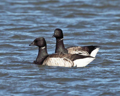 Brant - Branta bernicla