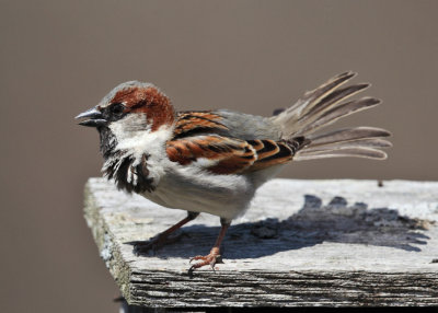 House Sparrow - Passer domesticus