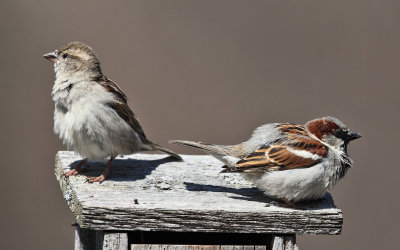 House Sparrow - Passer domesticus