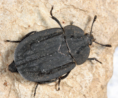 Ridged Carrion Beetle - Oiceoptoma inaequale