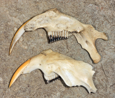 Meadow Vole - Microtus pennsylvanicus (lower jaw bones)