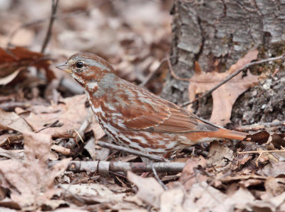 Fox Sparrow - Passerella iliaca