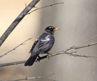 American Robin - Turdus migratorius (leucistic)