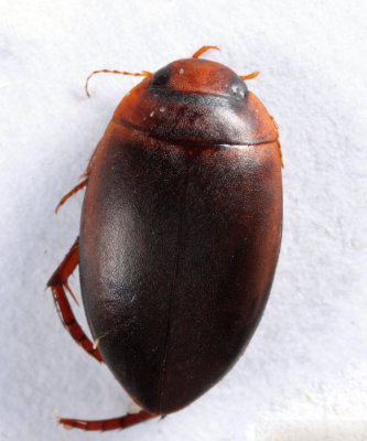 Agabetes acuductus