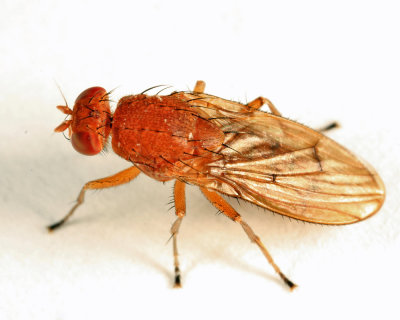 Suillia longipennis