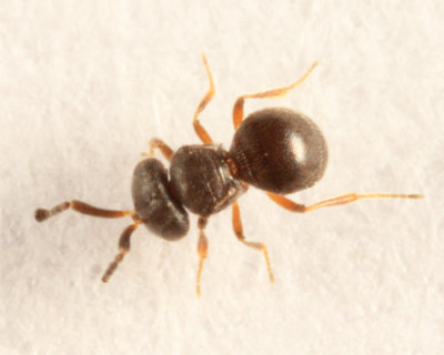 Trimorus sp.