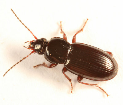 Pterostichus femoralis