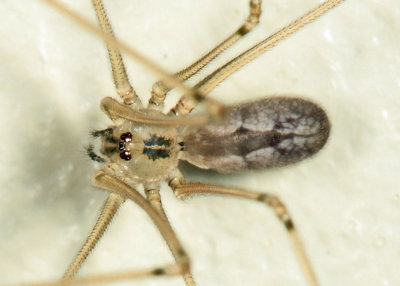 Pholcus manueli