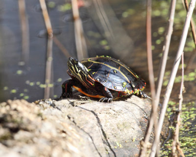 Painted Turtle - Chrysemys picta