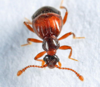 Reichenbachia borealis
