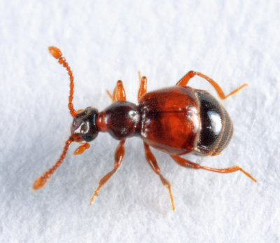 Reichenbachia borealis