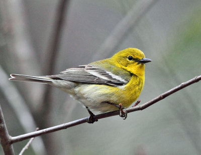 Pine Warbler - Setophaga pinus 