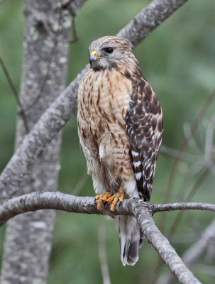 Red-shouldered Hawk - Buteo lineatus