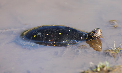 Spotted Turtle - Clemmys guttata