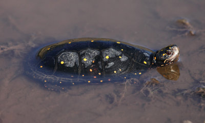 Spotted Turtle - Clemmys guttata