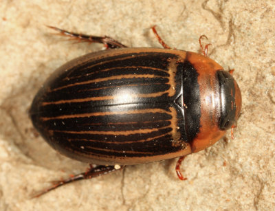 Hydaticus aruspex