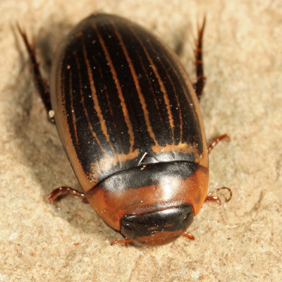 Hydaticus aruspex