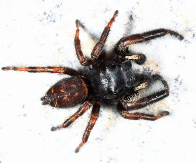 Phidippus princeps