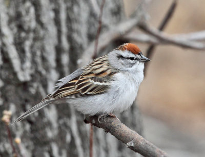 Chipping Sparrow - Spizella passerina