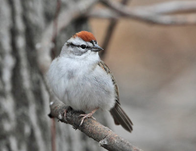 Chipping Sparrow - Spizella passerina