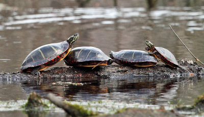 Painted Turtles - Chrysemys picta