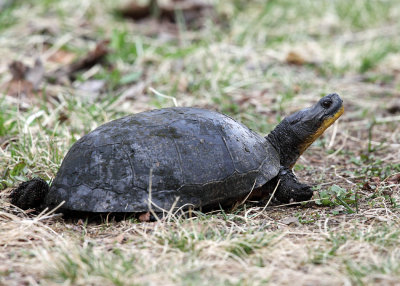 Blanding's Turtle - Emydoidea blandingii