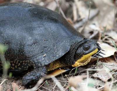 Blanding's Turtle - Emydoidea blandingii