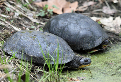 Blanding's Turtle - Emydoidea blandingii