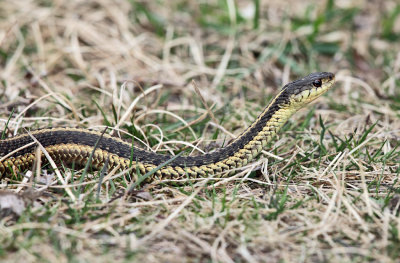 Common Garter Snake - Thamnophis sirtalis