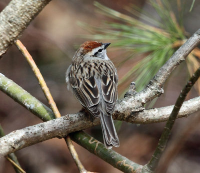 Chipping Sparrow - Spizella passerina