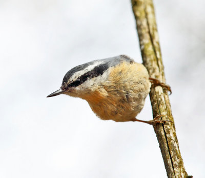 Red-breasted Nuthatch - Sitta canadensis