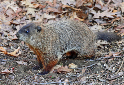 Groundhog - Marmota monax