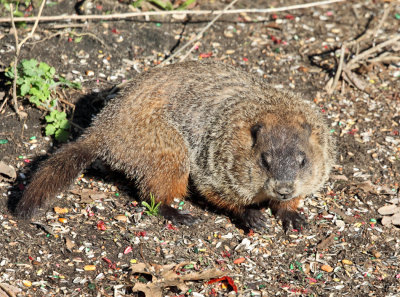 Groundhog - Marmota monax