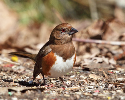 Eastern Towhee - Pipilo erythrophthalmus (female)