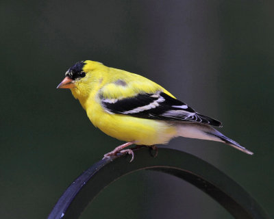 American Goldfinch - Spinus tristis (male)
