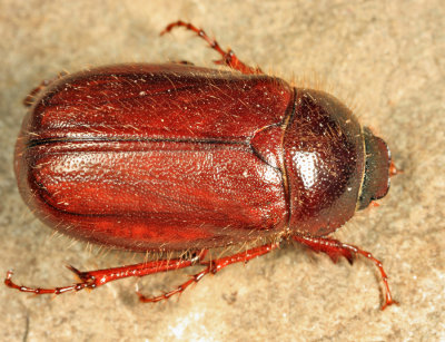 Phyllophaga sp.