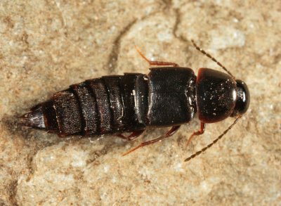 Gymnusa grandiceps 