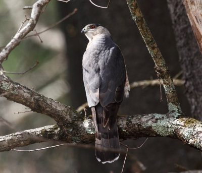 Cooper's Hawk - Accipiter cooperii