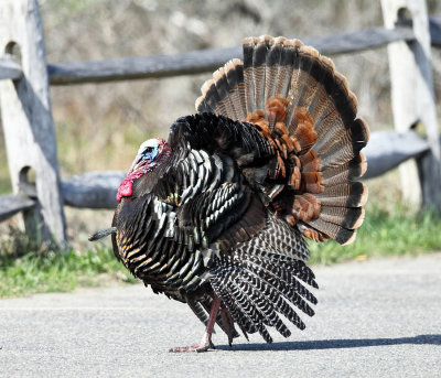 Wild Turkey - Meleagris gallopavo