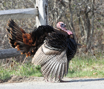 Wild Turkey - Meleagris gallopavo