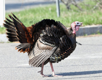 Wild Turkey - Meleagris gallopavo