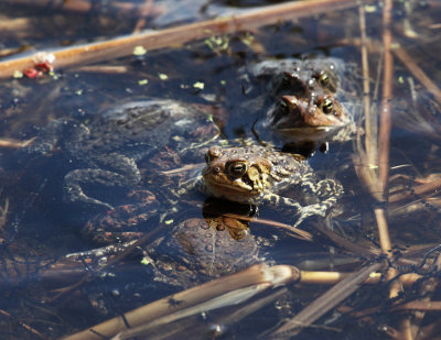 American Toad - Anaxyrus americanus