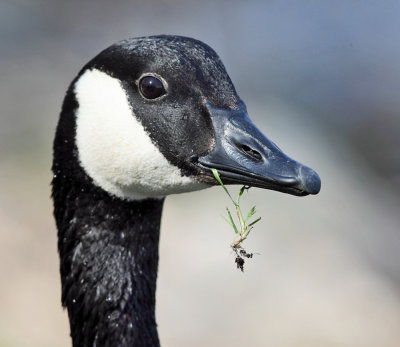 Canada Goose - Branta canadensis