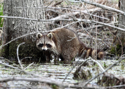 Raccoon - Procyon lotor