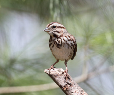 Song Sparrow - Melospiza melodia